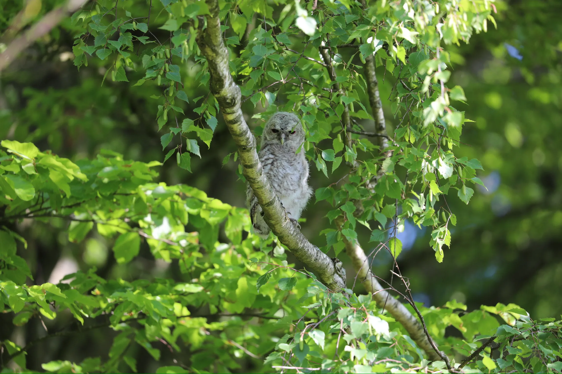 Waldkauz sitzt auf einem Ast und blickt in die Kamera